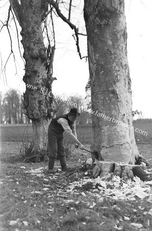 BROTHER MCELDUFF FELLING TREE FOR ESB